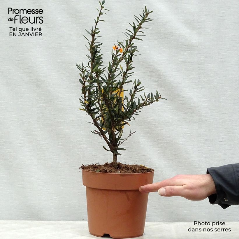 Spécimen de Berberis linearifolia Orange King - Epine-vinette Pot de 3L/4L tel que livré en hiver