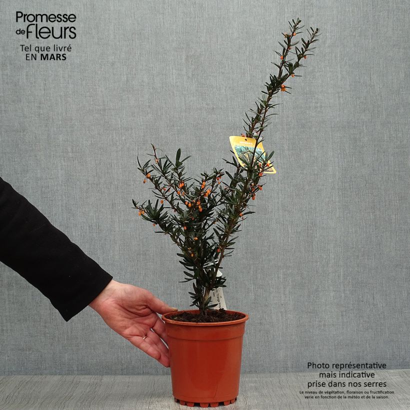 Spécimen de Berberis linearifolia Orange King - Epine-vinette tel que livré au printemps