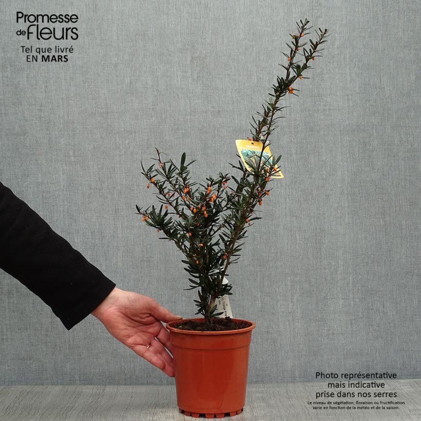 Spécimen de Berberis linearifolia Orange King - Epine-vinette Pot de 3/4L tel que livré au printemps