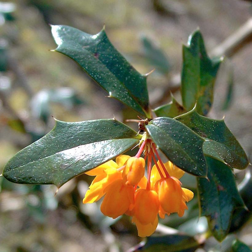Berberis lologensis Apricot Queen - Epine-vinette. (Feuillage)