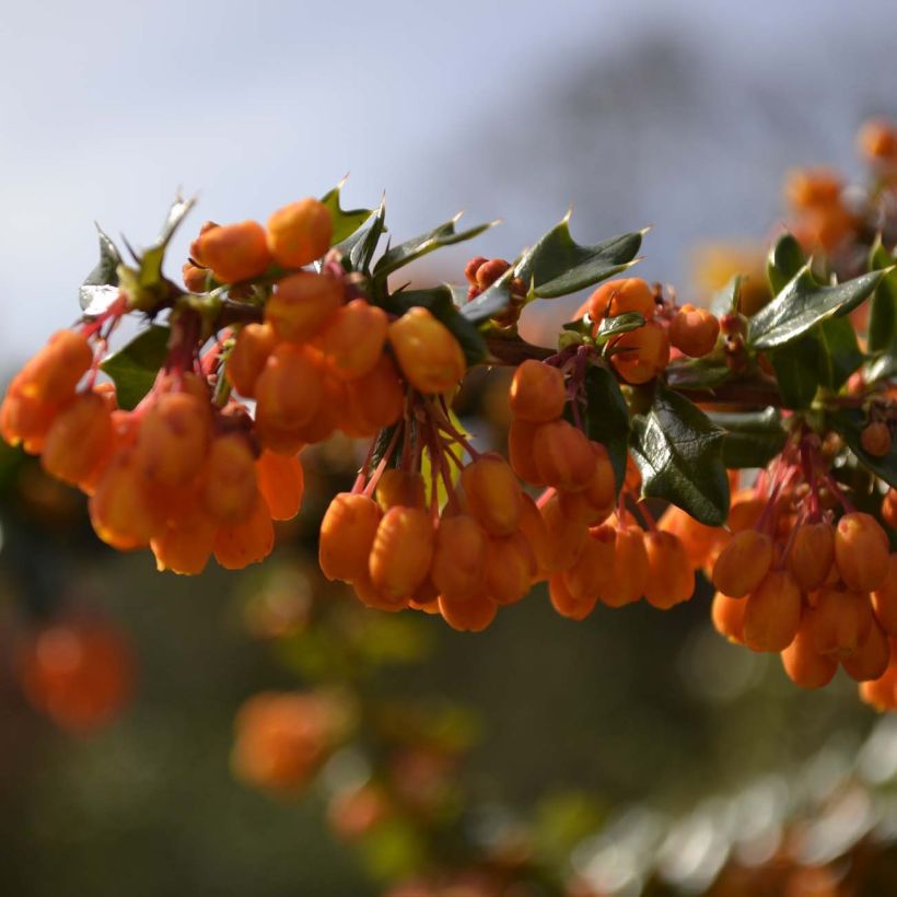 Berberis lologensis Apricot Queen - Epine-vinette. (Floraison)