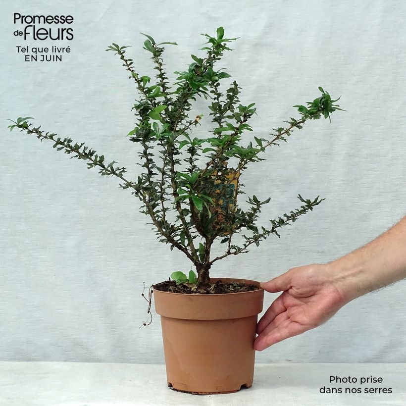 Spécimen de Berberis lologensis Apricot Queen - Epine-vinette. Pot de 2L/3L tel que livré en été