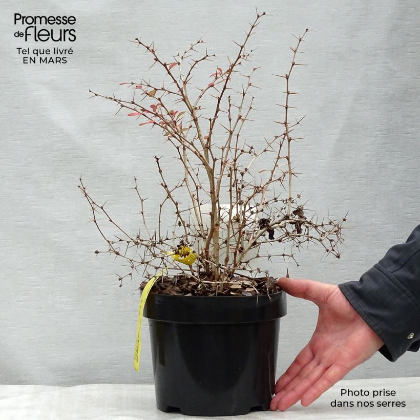 Spécimen de Berberis media Dual Jewel – Epine vinette Pot de 2L/3LHauteur livrée env. 20/30cm tel que livré au printemps
