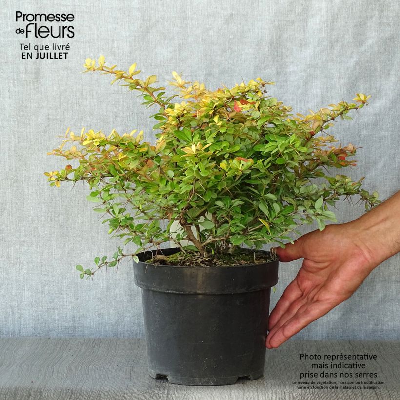 Spécimen de Berberis media Dual Jewel – Epine vinette Pot de 2L/3L tel que livré en été