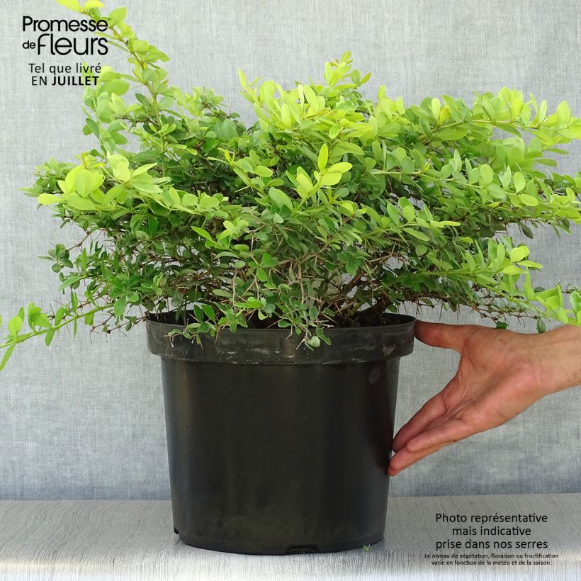 Spécimen de Berberis media Dual Jewel – Epine vinette Pot de 7,5L/10L tel que livré en été