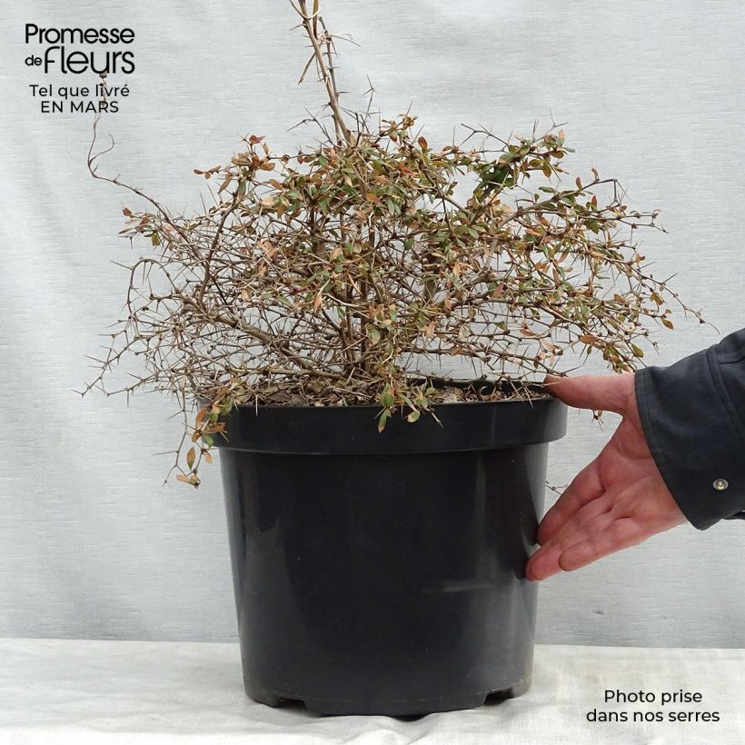 Spécimen de Berberis media Dual Jewel – Epine vinette Pot de 7,5L/10LHauteur livrée env. 30/40cm tel que livré au printemps