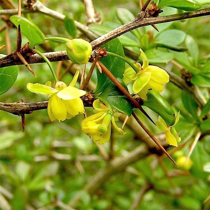 Berberis media Parkjuweel - Épine vinette (Floraison)