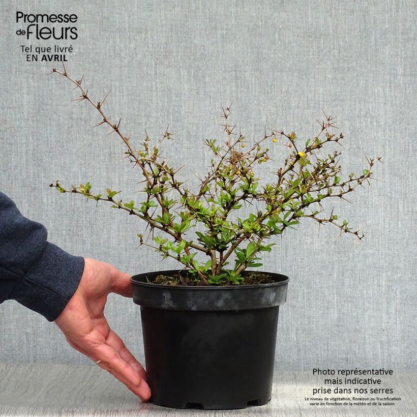 Spécimen de Berberis media Parkjuweel - Épine vinette en pot de 2L/3L tel que livré au printemps