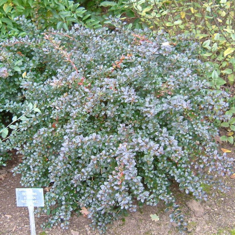 Berberis media Red Jewel - Epine-vinette (Port)