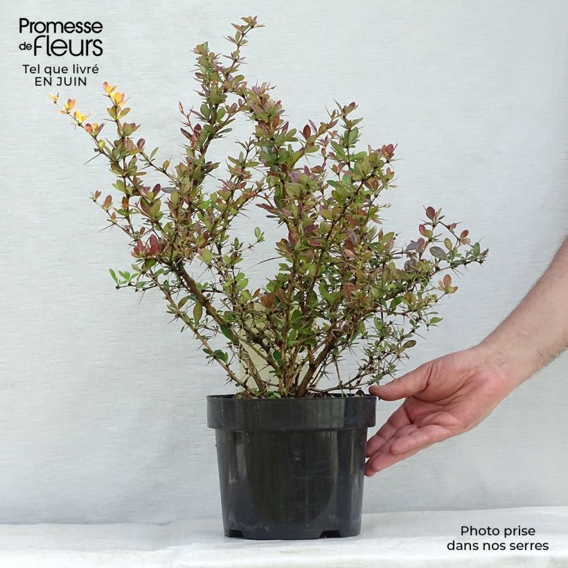 Spécimen de Berberis media Red Jewel - Epine-vinette Pot de 3L/4L tel que livré en été