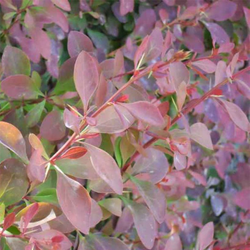 Berberis ottawensis Auricoma - Epine-vinette. (Feuillage)