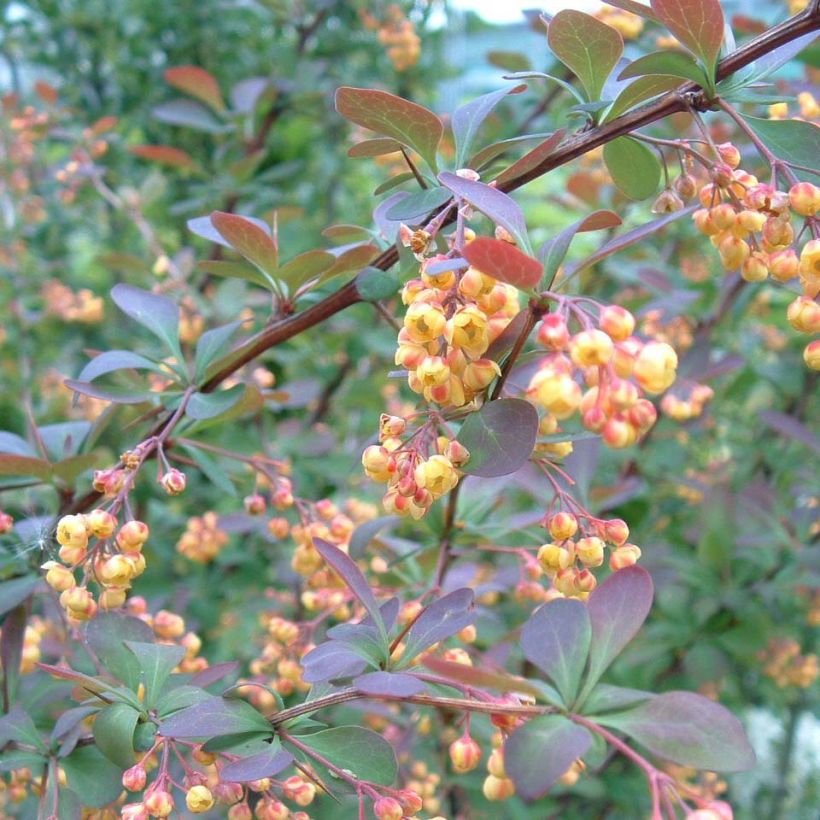 Berberis ottawensis Auricoma - Epine-vinette. (Floraison)