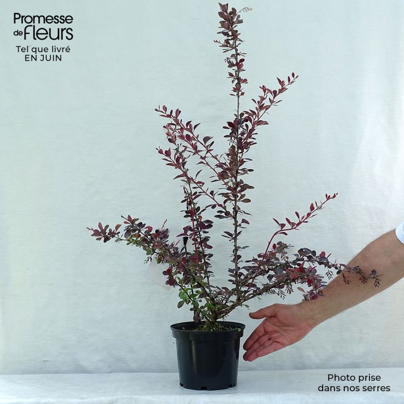 Spécimen de Berberis ottawensis Auricoma - Epine-vinette. Pot de 3L/4L tel que livré en été