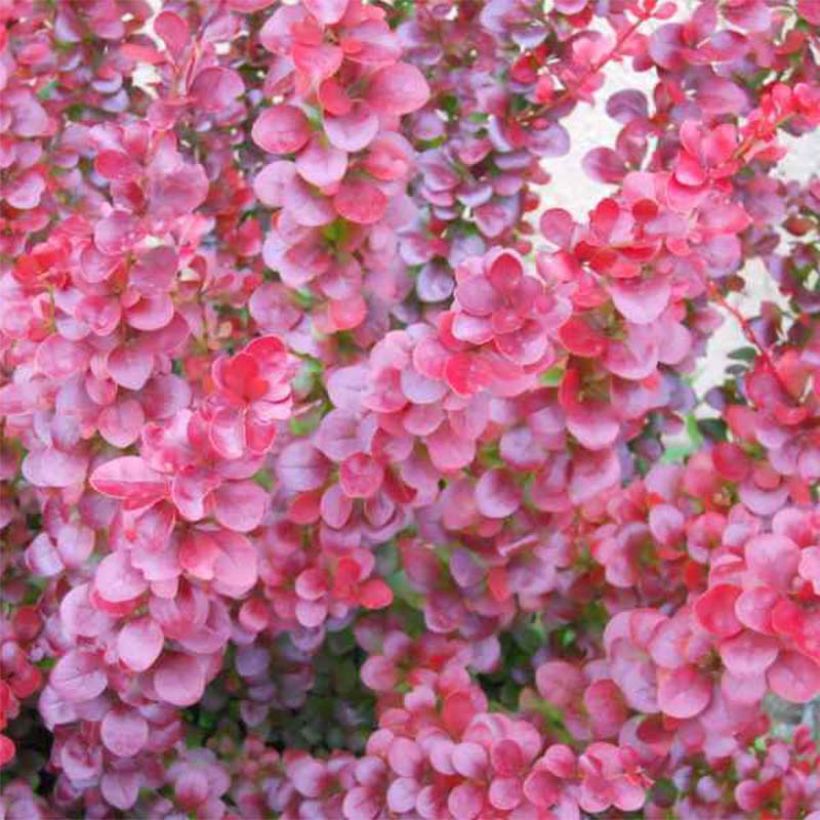 Berberis ottawensis Superba - Epine-vinette (Feuillage)