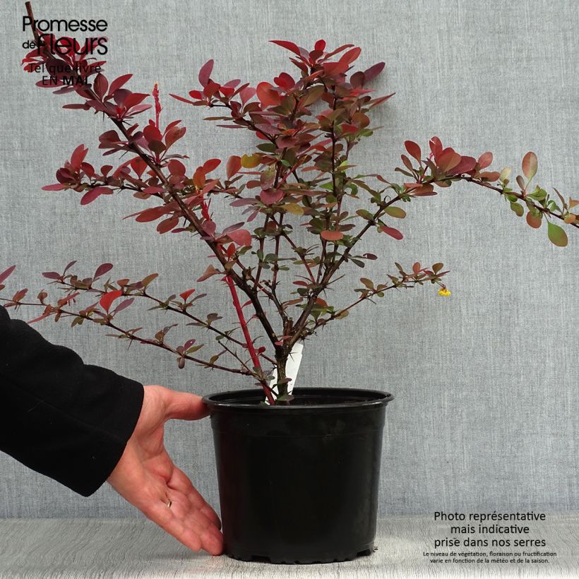 Spécimen de Berberis ottawensis Superba - Epine-vinette en pot de 3/4L tel que livré au printemps