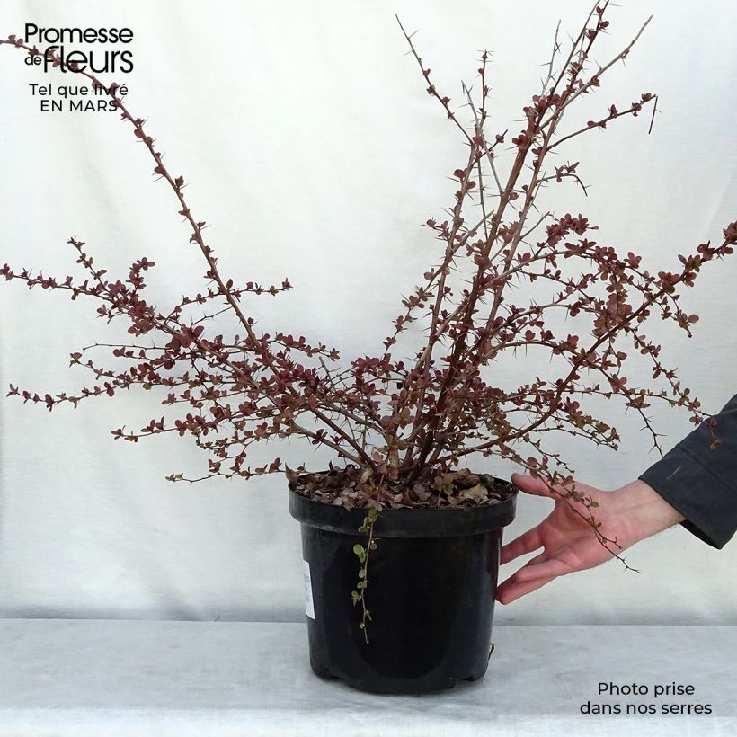 Spécimen de Berberis ottawensis Superba - Epine-vinette livré en pot de 7,5L/10L tel que livré au printemps