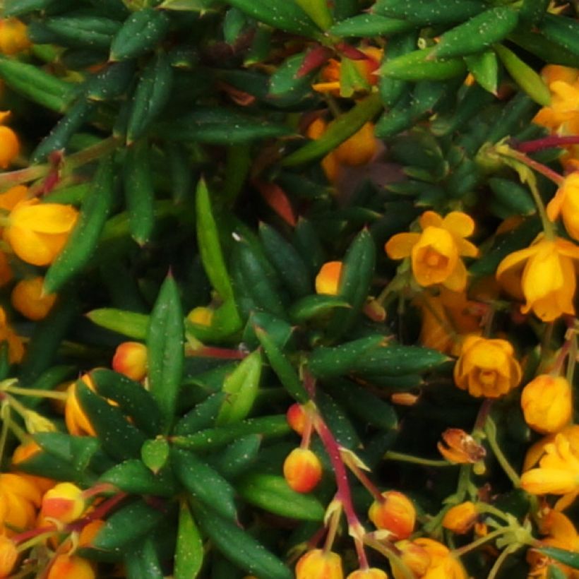 Berberis stenophylla Corallina Compacta (Feuillage)