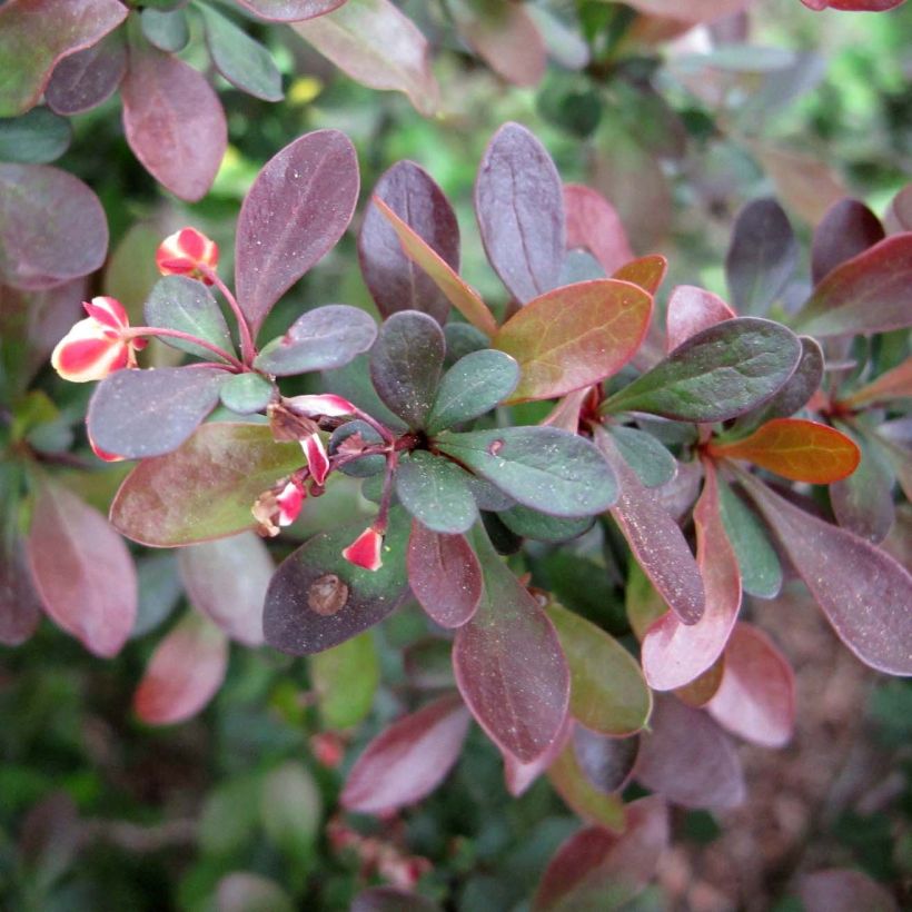 Berberis thunbergii - Epine-vinette de Thunberg  (Feuillage)