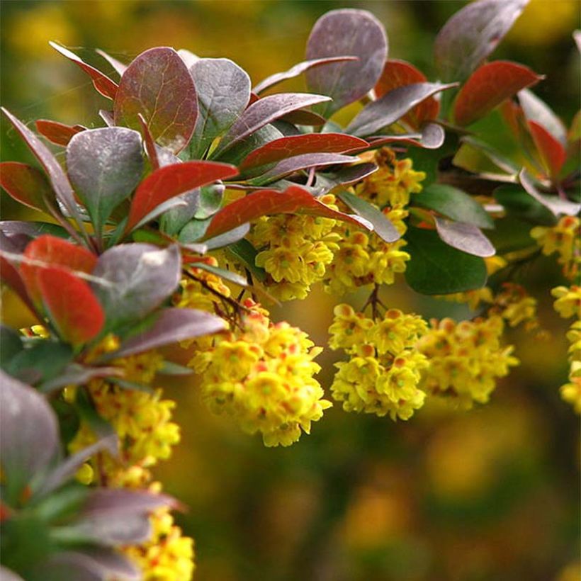 Berberis thunbergii - Epine-vinette de Thunberg  (Floraison)