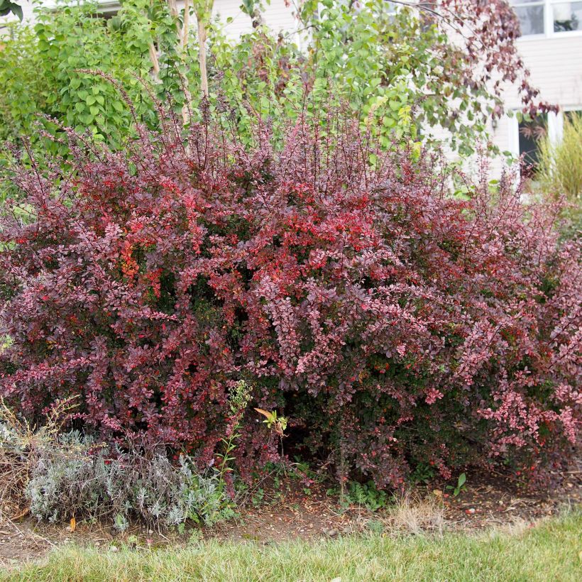 Berberis thunbergii - Epine-vinette de Thunberg  (Port)