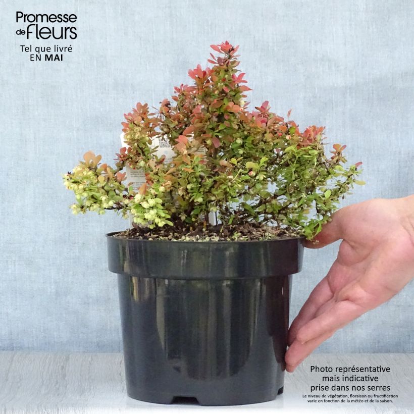 Spécimen de Berberis thunbergii Admiration 20cm en pot de 3L.  tel que livré au printemps