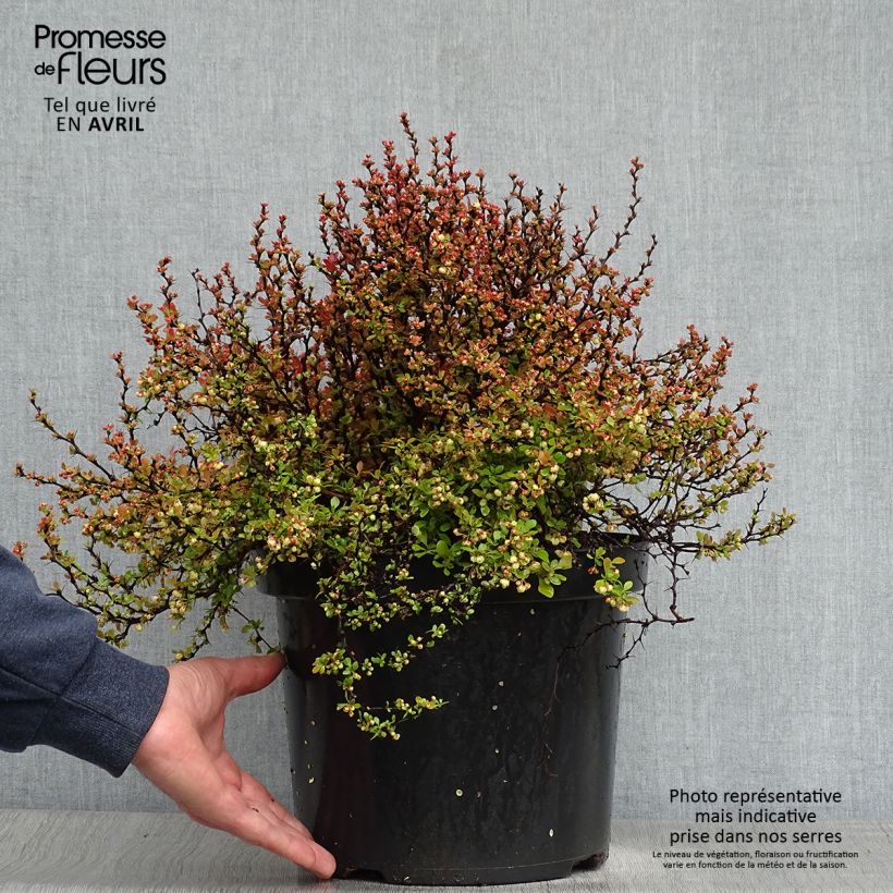 Spécimen de Berberis thunbergii Admiration-30/40cm en pot de 10L. tel que livré au printemps