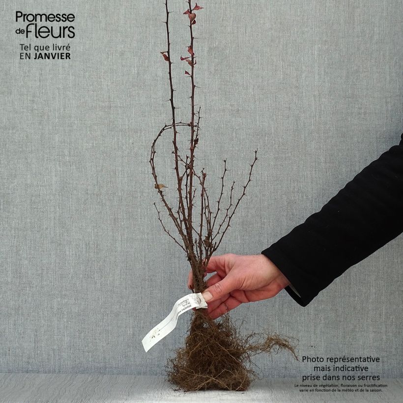Spécimen de Berberis thunbergii Atropurpurea - Epine-vinette Petites Racines nuesHauteur livrée env. 30/40cm tel que livré en hiver
