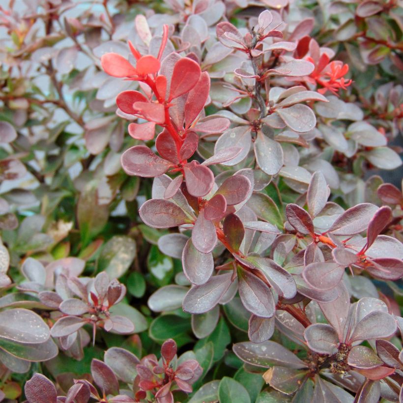 Berberis thunbergii Atropurpurea Nana - Epine-vinette (Feuillage)