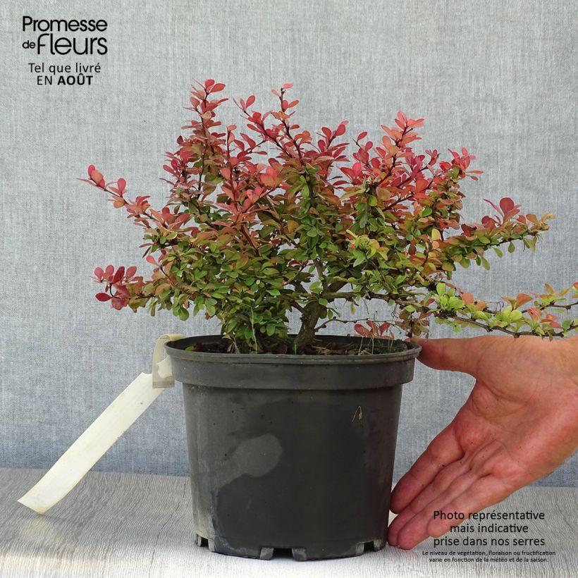 Spécimen de Berberis thunbergii Atropurpurea Nana - Epine-vinette Pot de 2L/3L tel que livré en été
