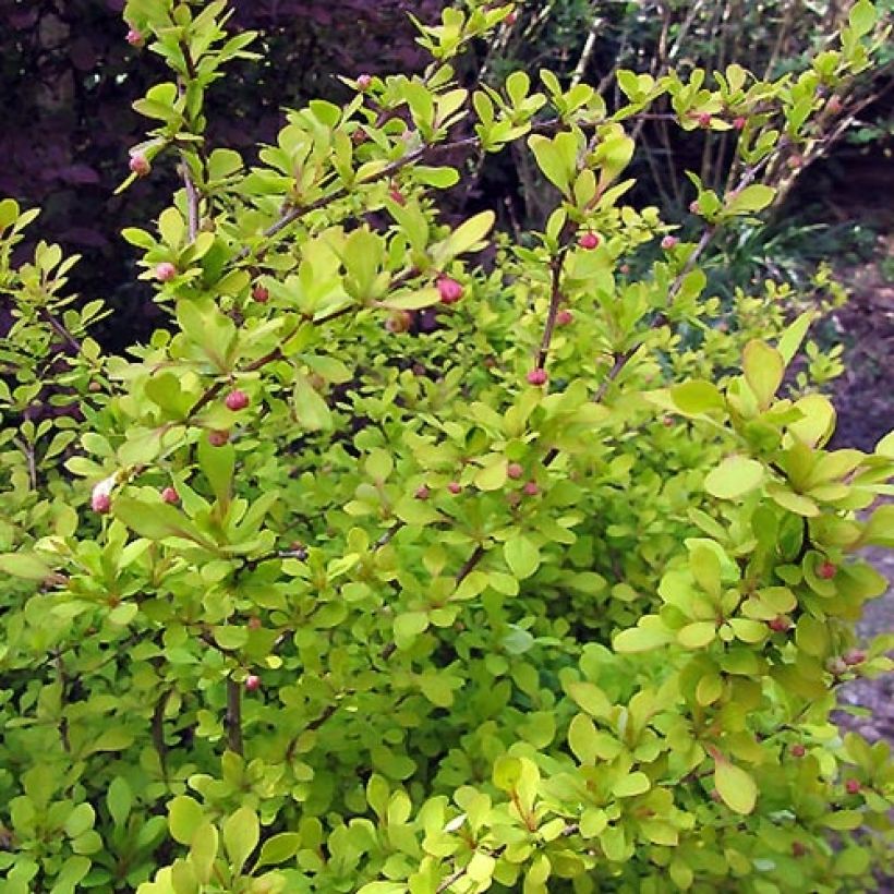 Berberis thunbergii Aurea - Epine-vinette (Feuillage)