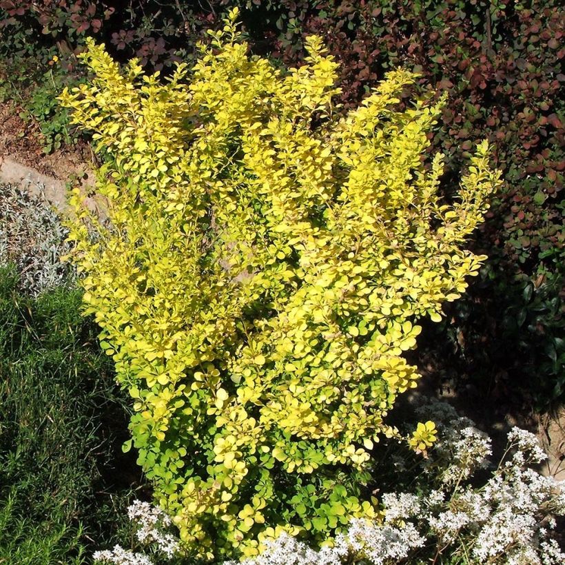 Berberis thunbergii Aurea - Epine-vinette (Port)