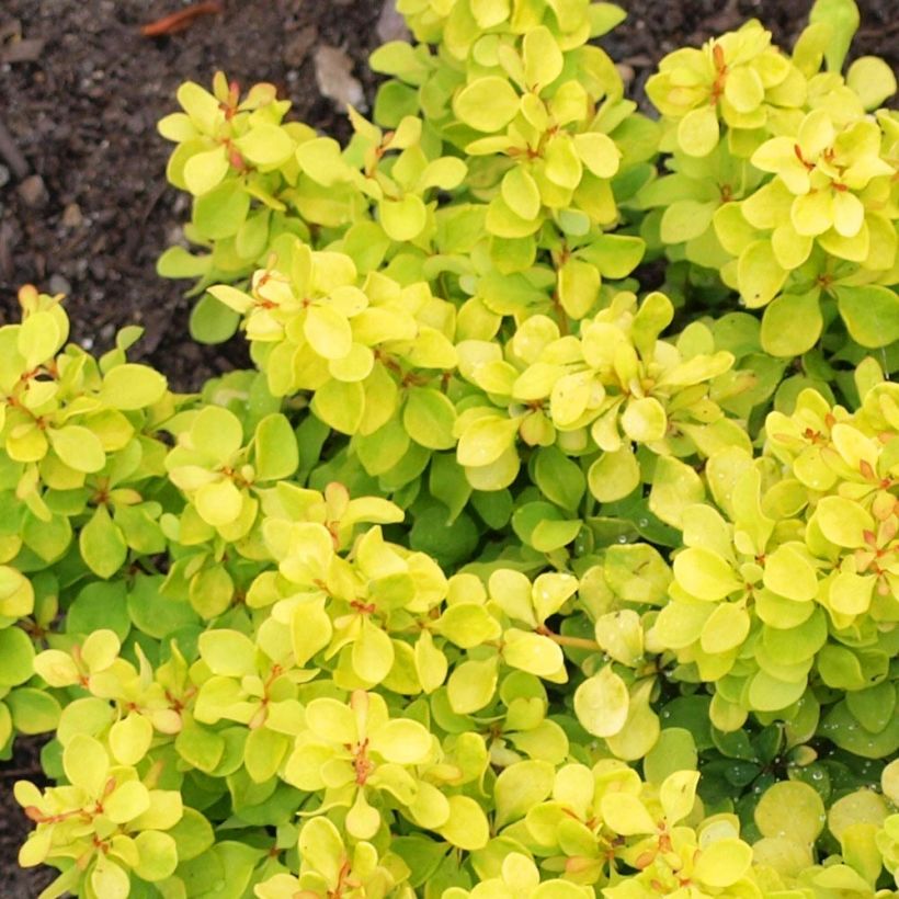 Berberis thunbergii Bonanza Gold - Épine-vinette de Thunberg  (Feuillage)