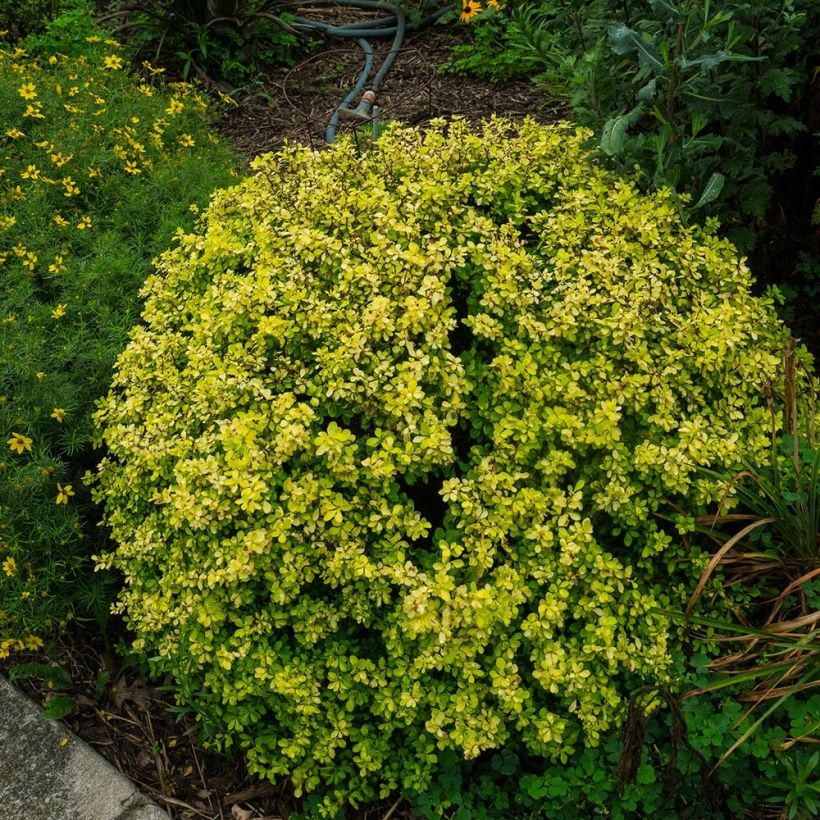 Berberis thunbergii Bonanza Gold - Épine-vinette de Thunberg  (Port)