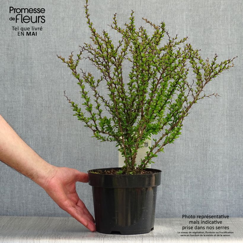 Spécimen de Berberis thunbergii - Epine-vinette de Thunberg 20/+cm en pot de 2/3L tel que livré au printemps