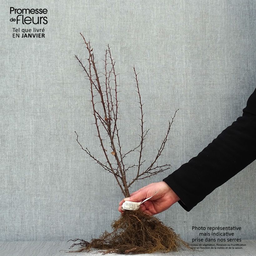 Spécimen de Berberis thunbergii - Epine-vinette de Thunberg en racines nues 30/40cm tel que livré en hiver