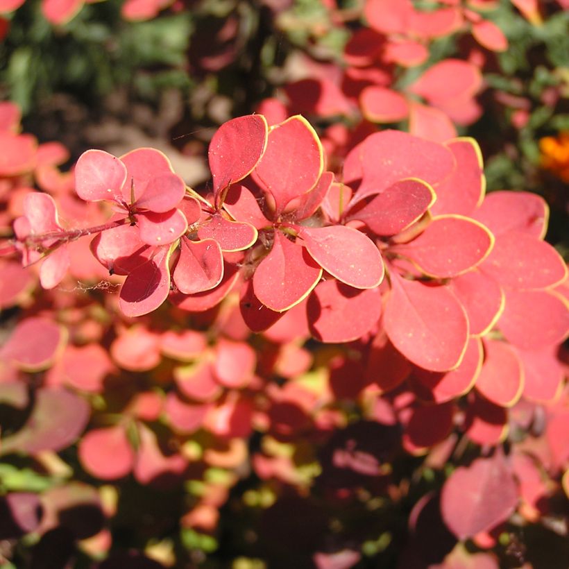 Berberis thunbergii Fireball - Epine-vinette (Feuillage)