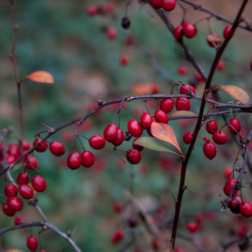 Berberis thunbergii Fireball - Epine-vinette (Récolte)