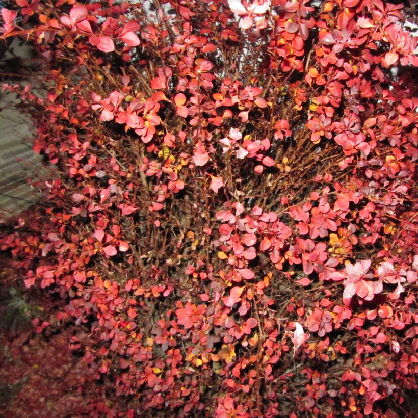 Berberis thunbergii Fireball - Epine-vinette (Port)