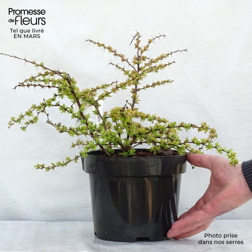 Spécimen de Berberis thunbergii Golden Carpet - Epine-vinette Pot de 3L/4L tel que livré au printemps