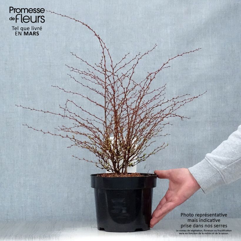 Spécimen de Berberis thunbergii Golden Dream - Épine-vinette Pot de 2L/3L tel que livré au printemps