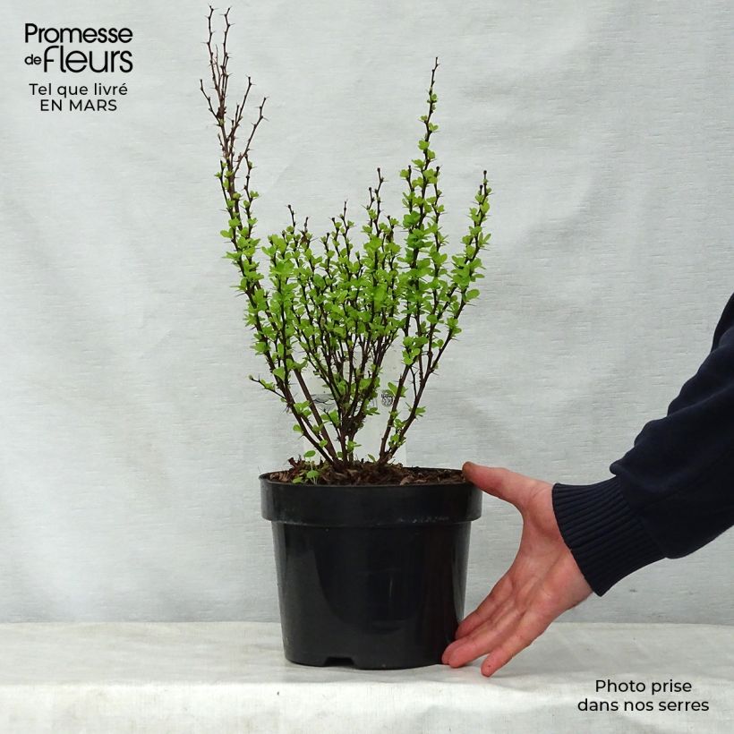 Spécimen de Berberis thunbergii Golden Rocket - Epine-vinette en pot de 2/3L tel que livré au printemps
