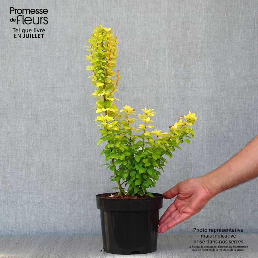 Spécimen de Berberis thunbergii Golden Rocket - Epine-vinette  Pot de 2L/3L tel que livré en été