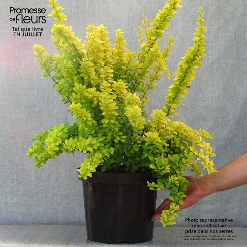 Spécimen de Berberis thunbergii Golden Rocket - Epine-vinette  Pot de 7,5L/10L tel que livré en été