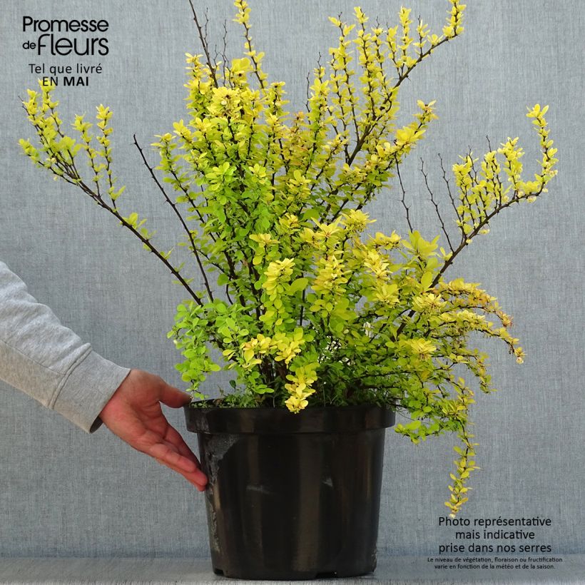 Spécimen de Berberis thunbergii Golden Rocket - Epine-vinette en pot de 7,5l/10l tel que livré au printemps