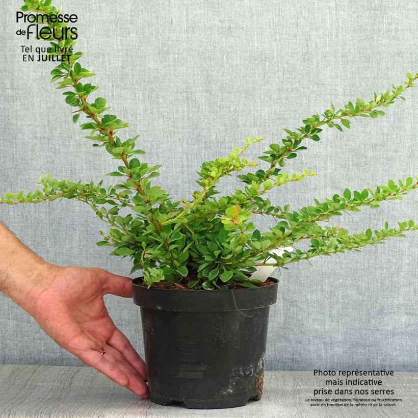 Spécimen de Berberis thunbergii Green Carpet - Epine-vinette Pot de 3L/4L tel que livré en été