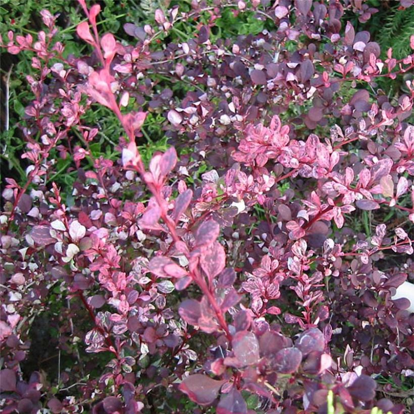 Berberis thunbergii Harlequin - Epine-vinette (Feuillage)