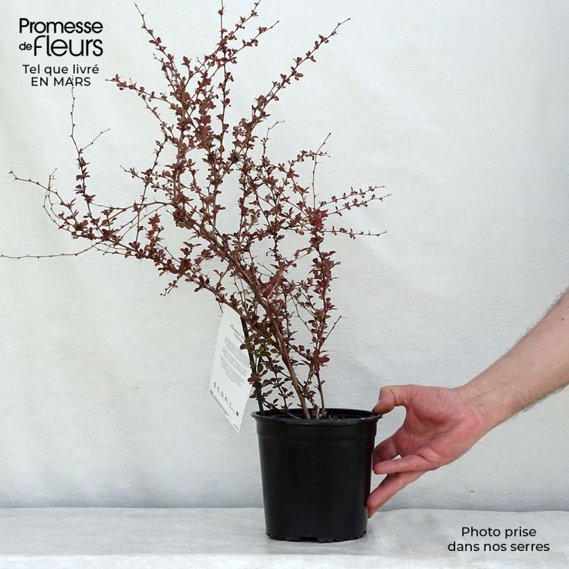 Spécimen de Berberis thunbergii Harlequin - Epine-vinette Pot de 2L/3L tel que livré au printemps