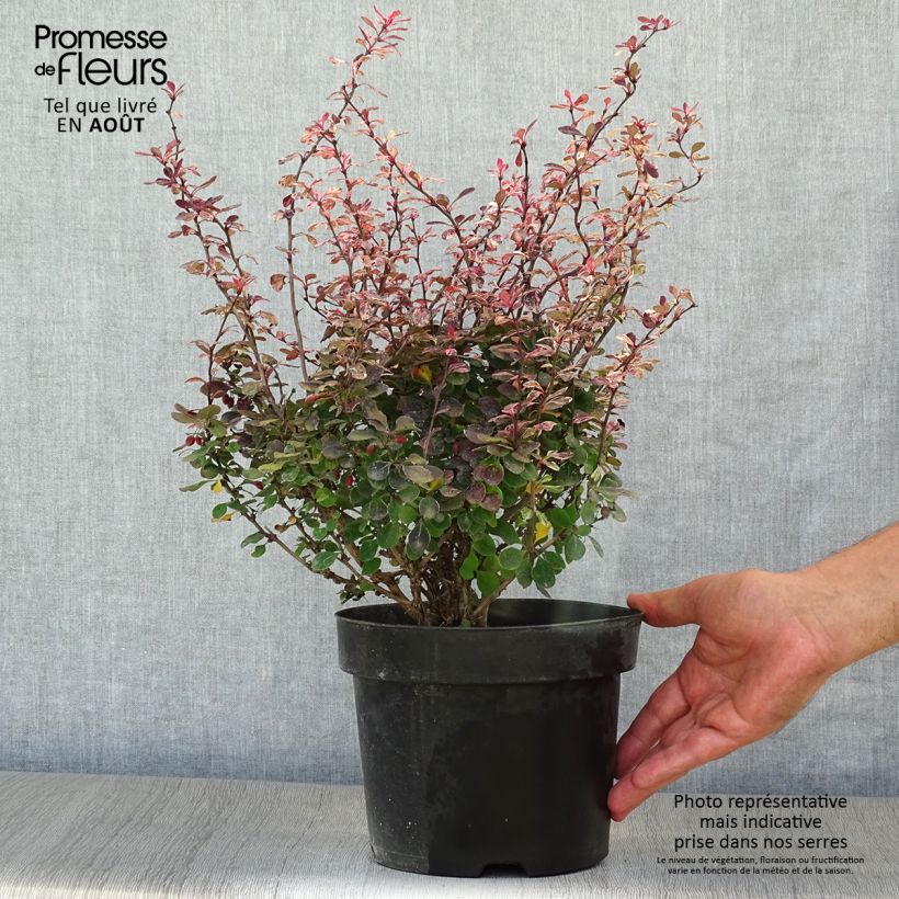 Spécimen de Berberis thunbergii Inspiration - Épine-vinette Pot de 2L/3L tel que livré en été