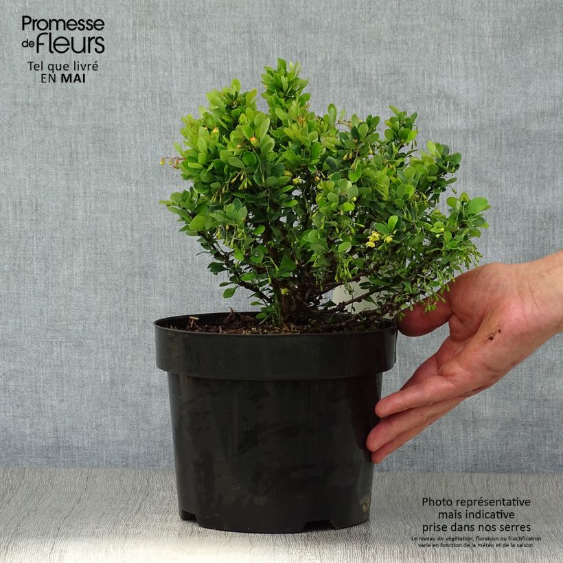 Spécimen de Berberis thunbergii Kobold - Épine-vinette naine Pot de 2L/3L tel que livré au printemps