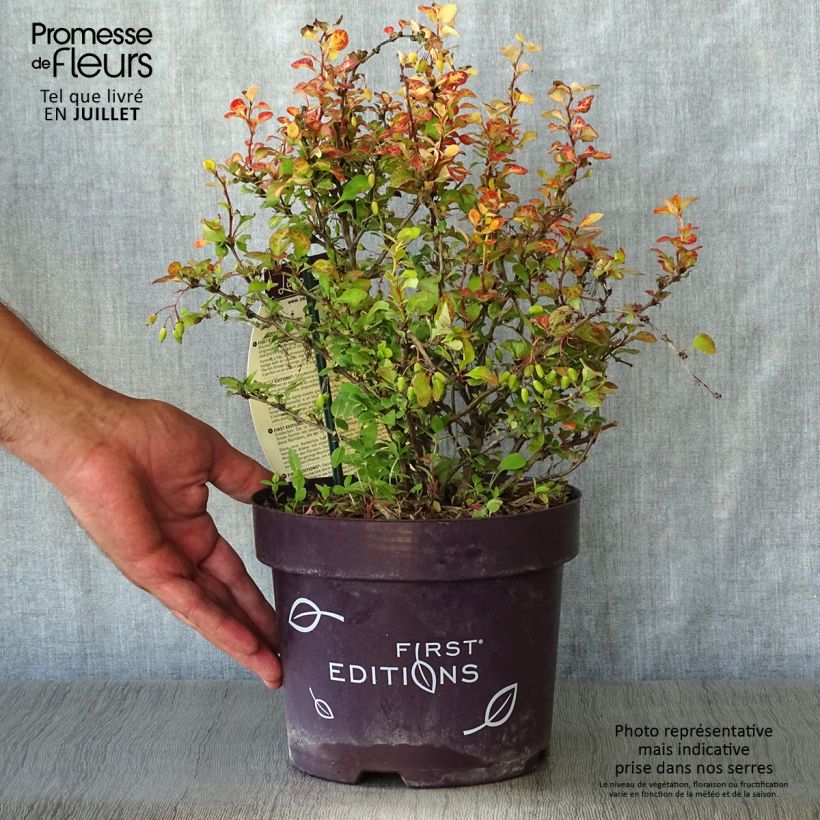 Spécimen de Berberis thunbergii Limoncello - Epine-vinette Pot de 3L/4L tel que livré en été